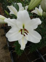 [4581 VH57 Petacas No02.JPG]